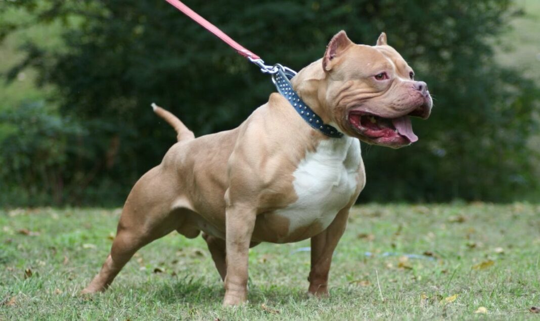 pit bull dog 6